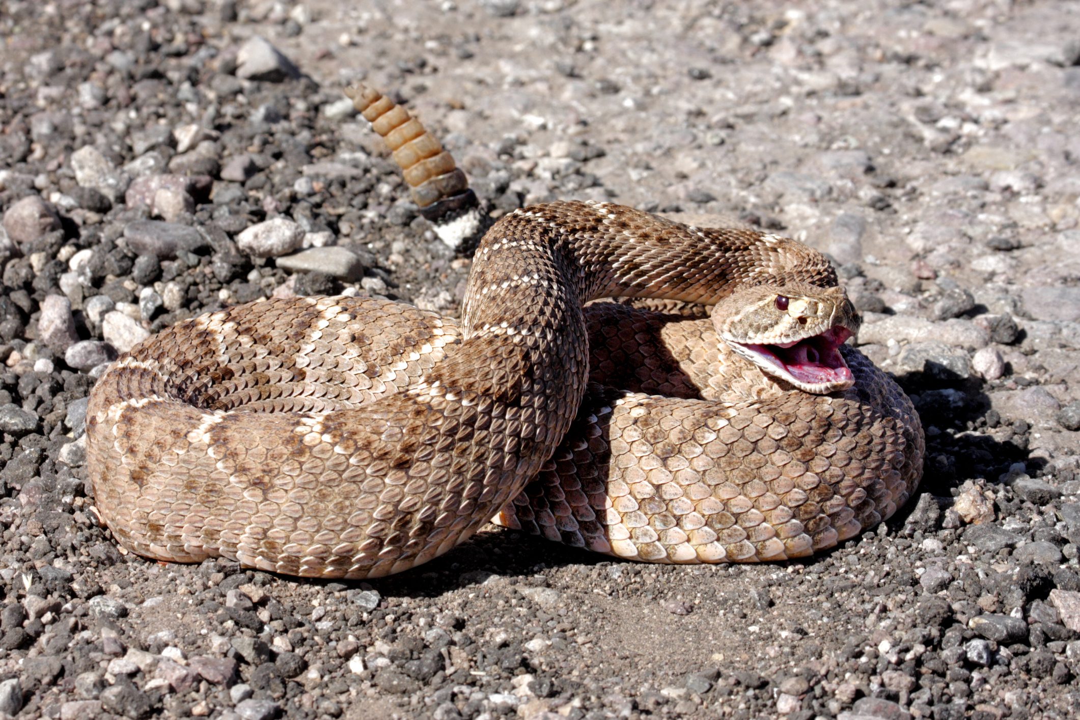 A rattlesnake coils on a gravel surface, its mouth open in a defensive posture, surrounded by small, smooth stones under bright sunlight.