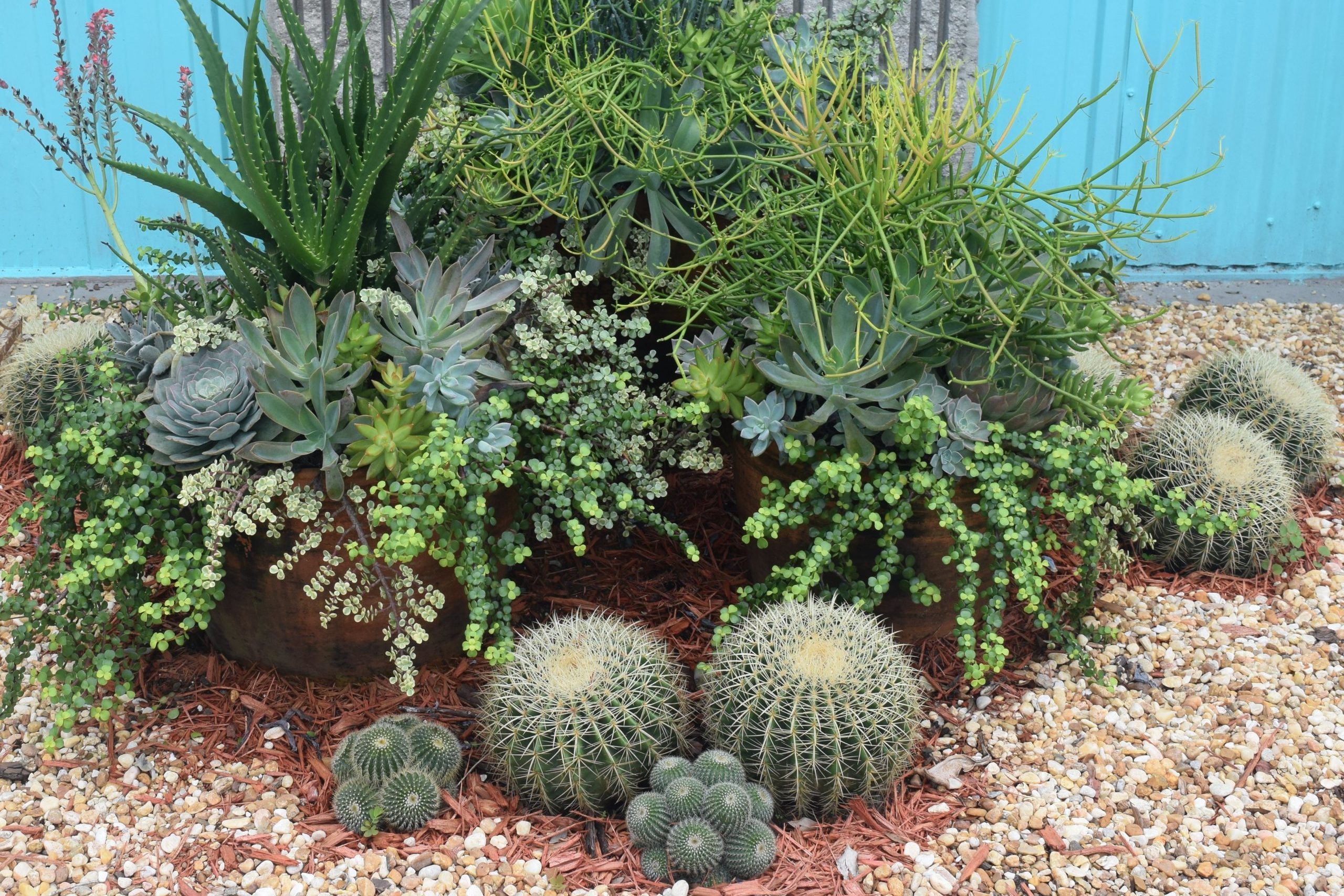 Succulents Courtey Teresa Watkins
