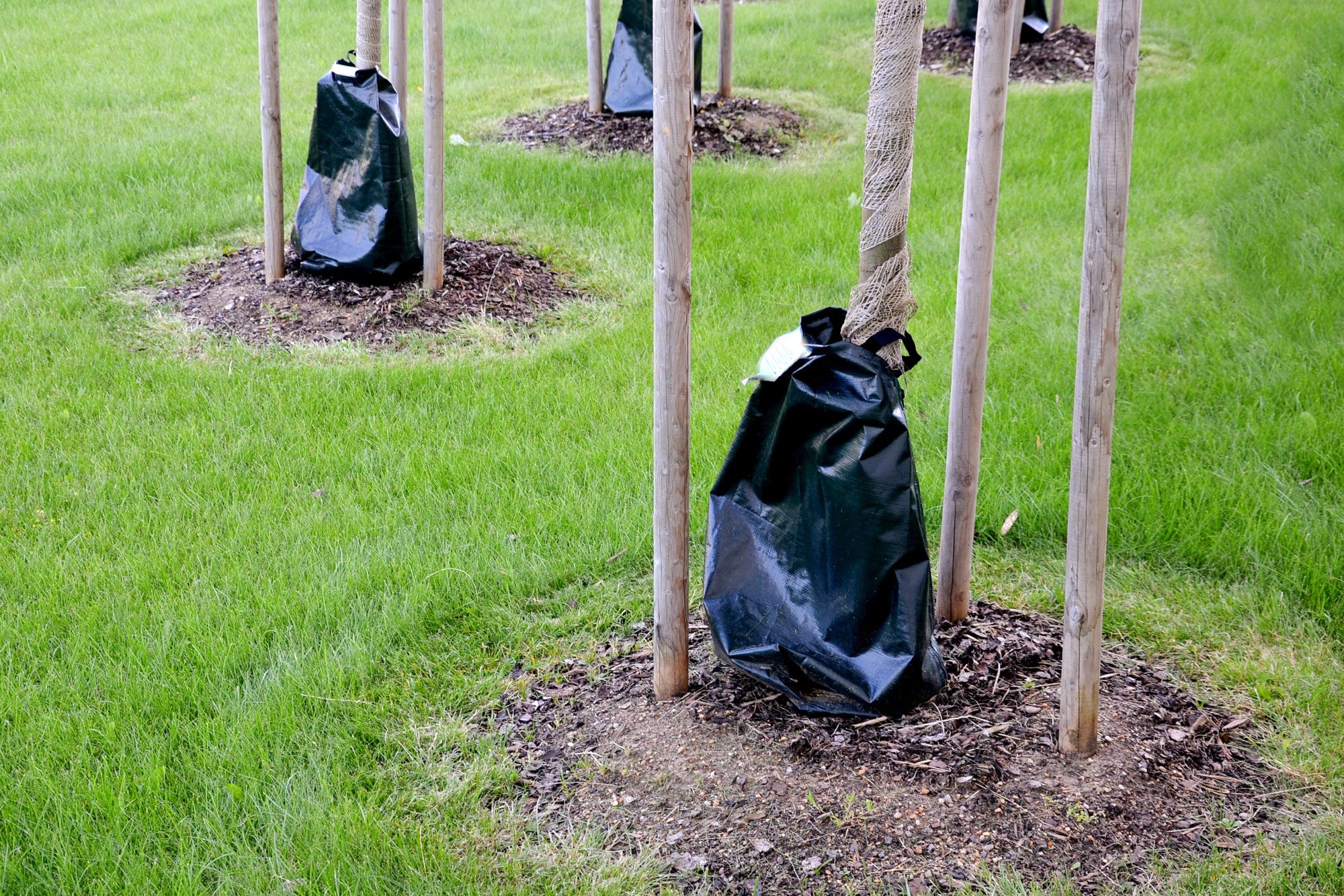 Should You Be Using a Tree Watering Bag?