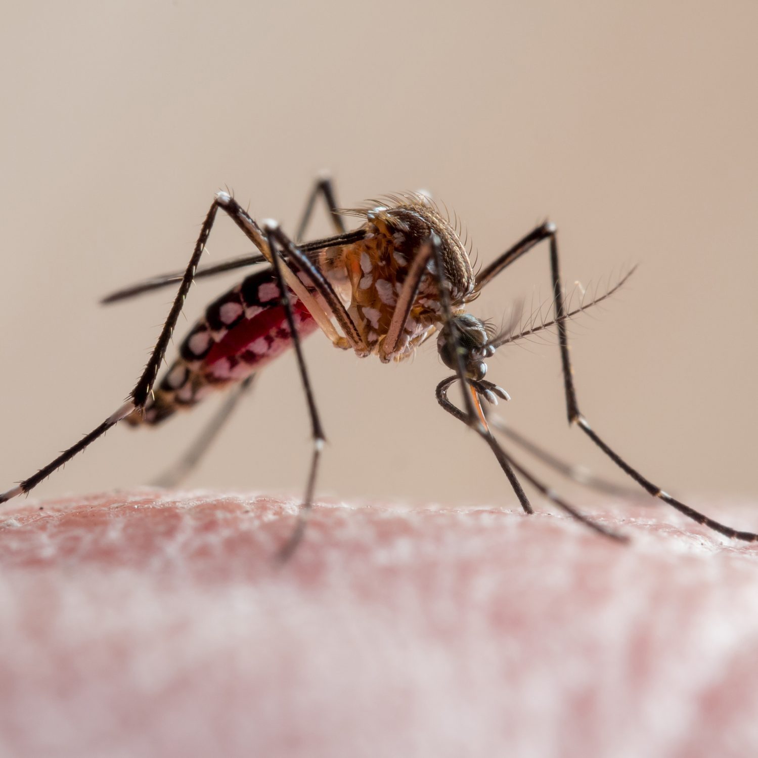 A close-up of a mosquito feeding on skin, its elongated proboscis extended while perched on a pink surface with a neutral background.