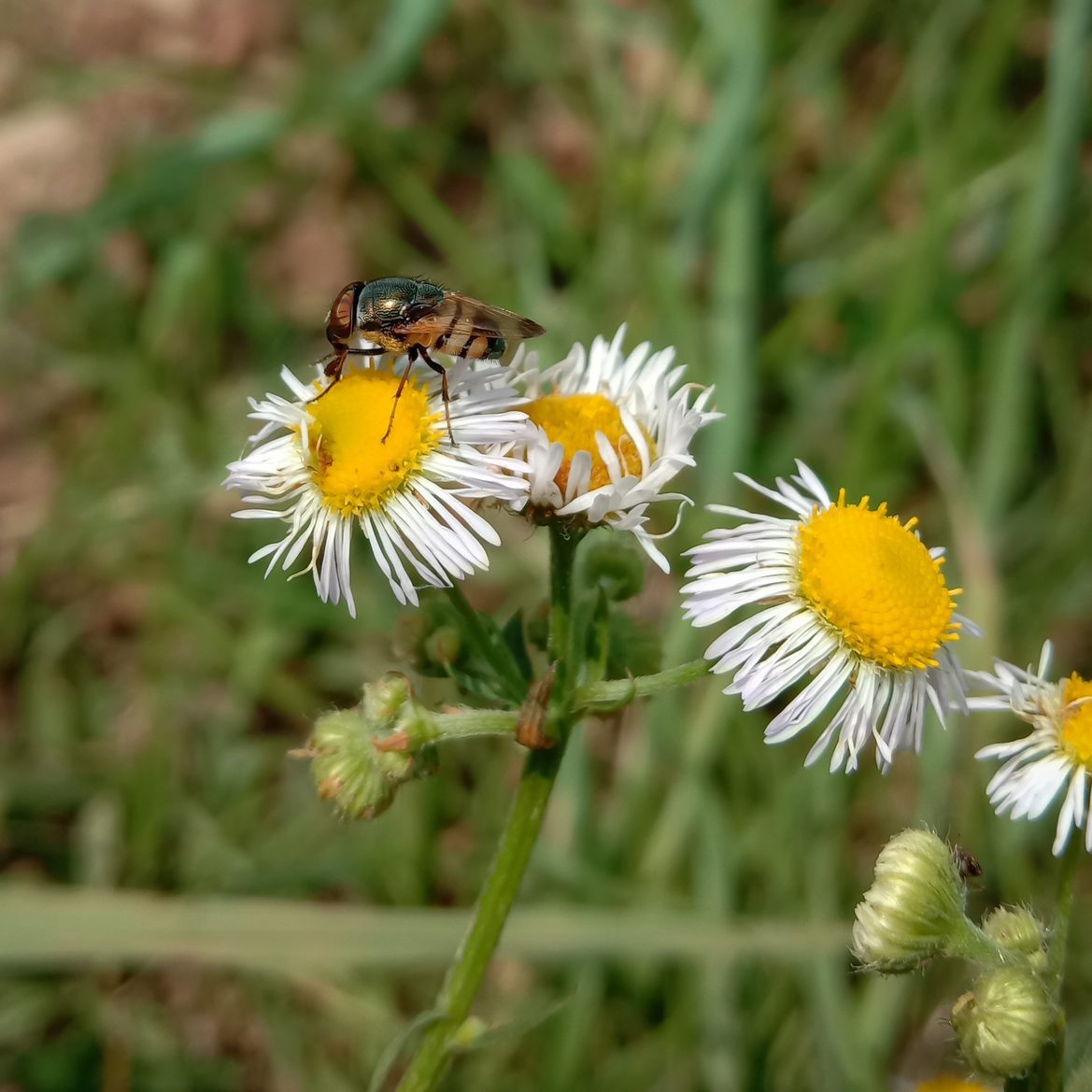 A fly rests on a daisy-like flower, extracting nectar. The setting features lush green grass surrounding multiple blooms under bright natural light.