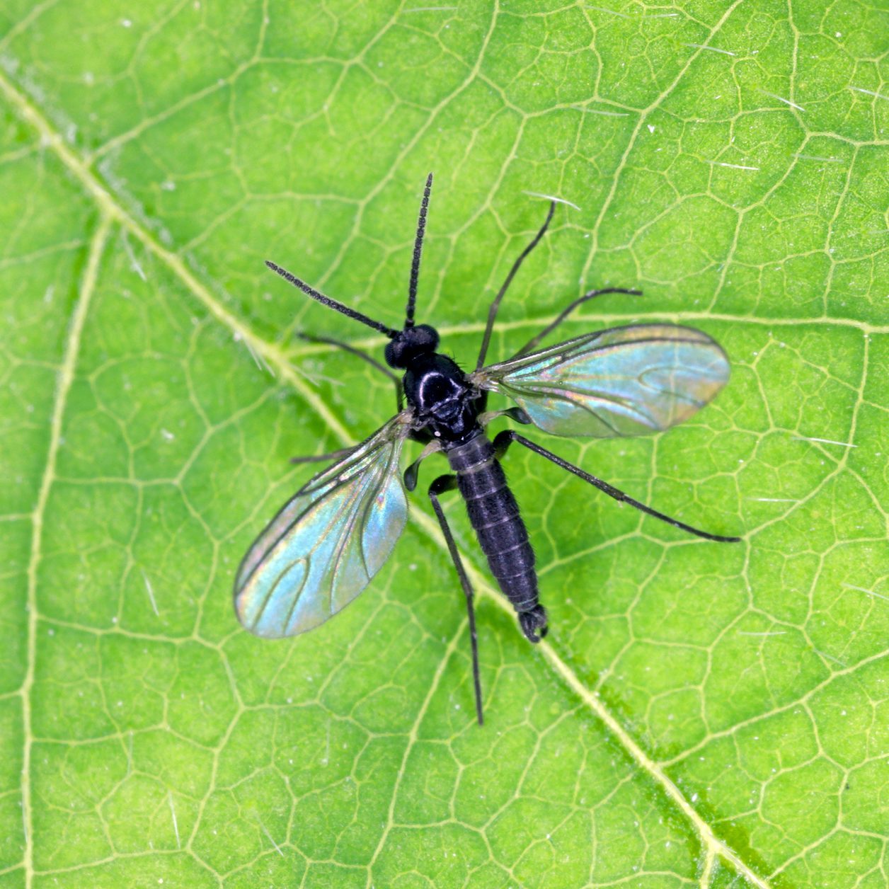 A small black insect with iridescent wings rests on a green leaf, showcasing intricate vein patterns against a natural backdrop.