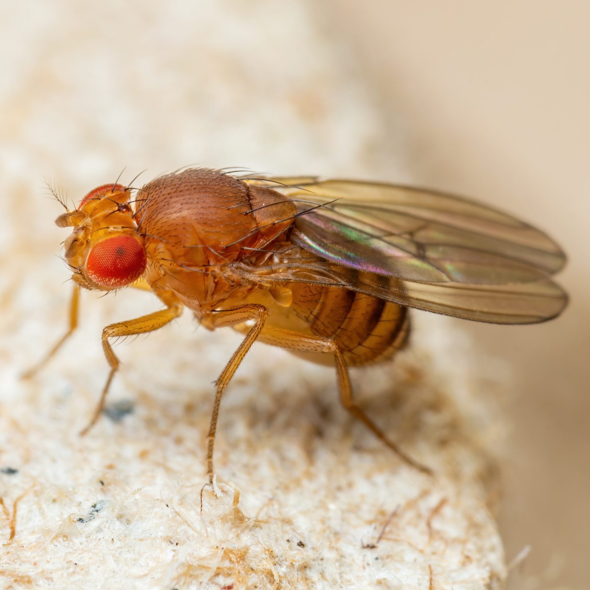 A small, orange-brown fly with red eyes rests on a textured, light-colored surface, showcasing its delicate wings and detailed body features.
