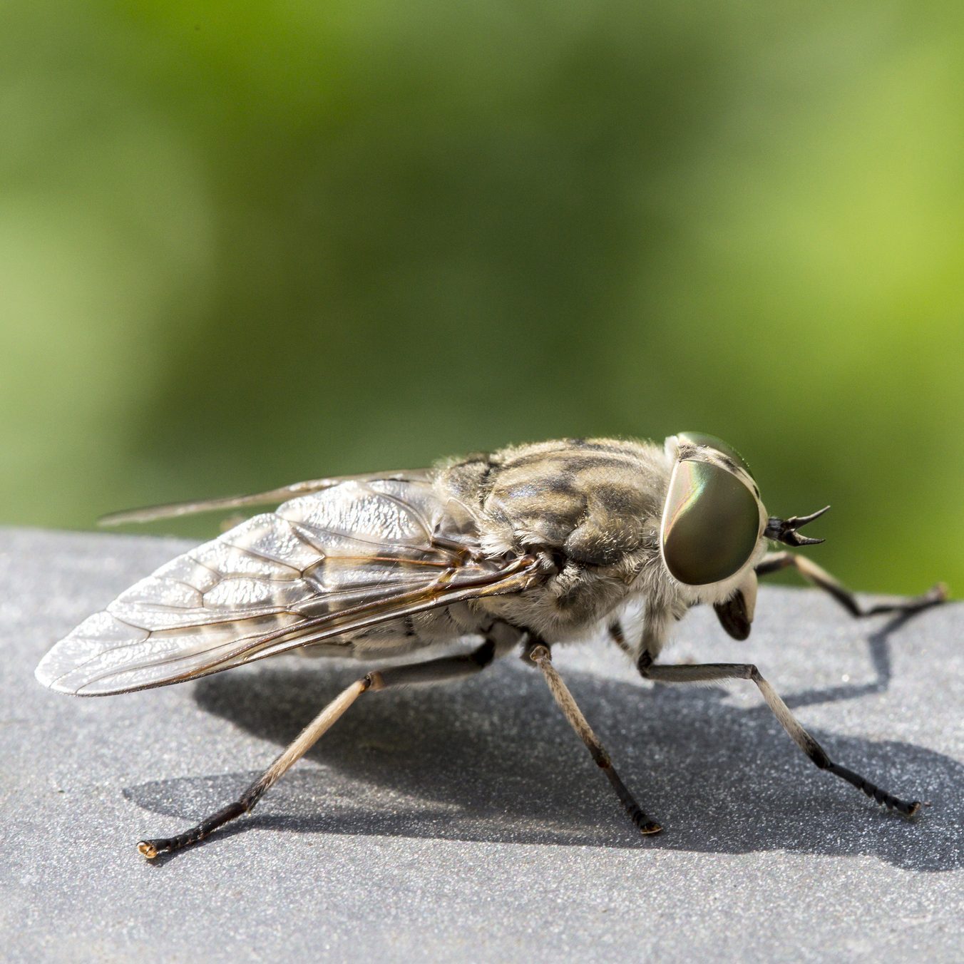 A large, detailed fly stands on a dark surface, its prominent eyes reflecting light, set against a blurred green background.