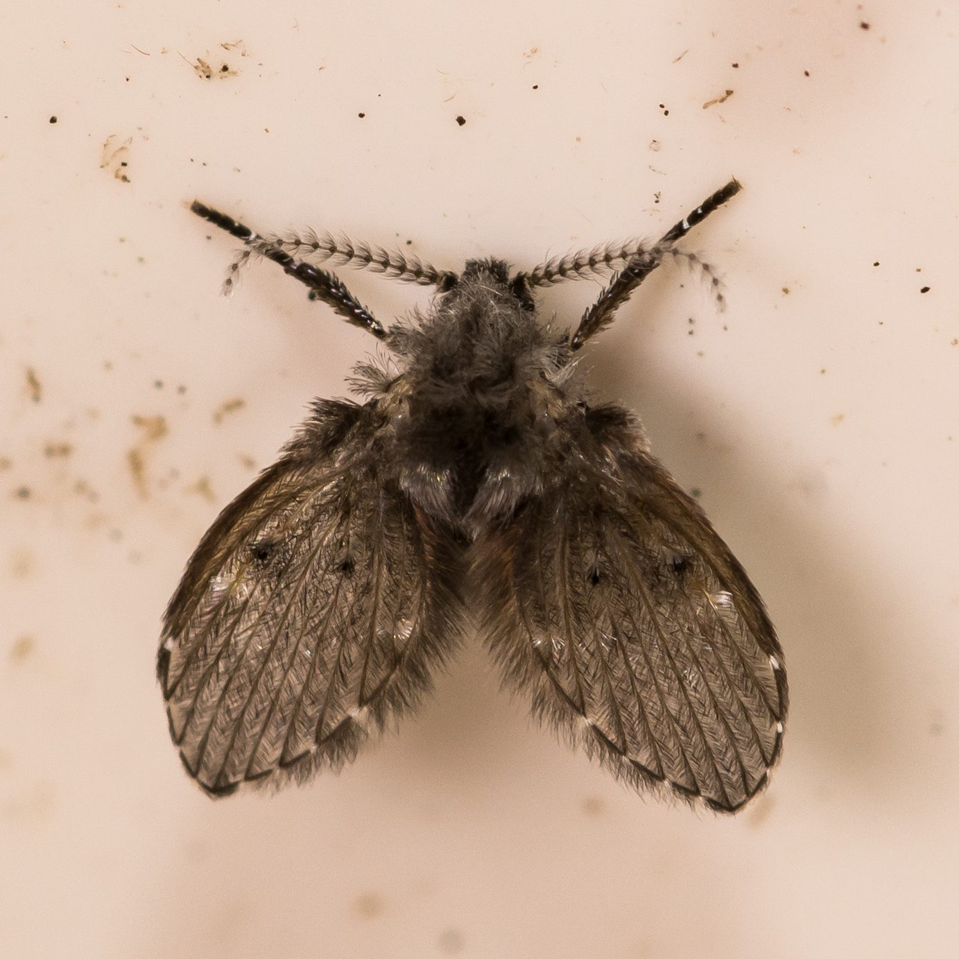A small, grayish insect with distinctive wings and long antennae rests on a light surface, surrounded by specks of dust.