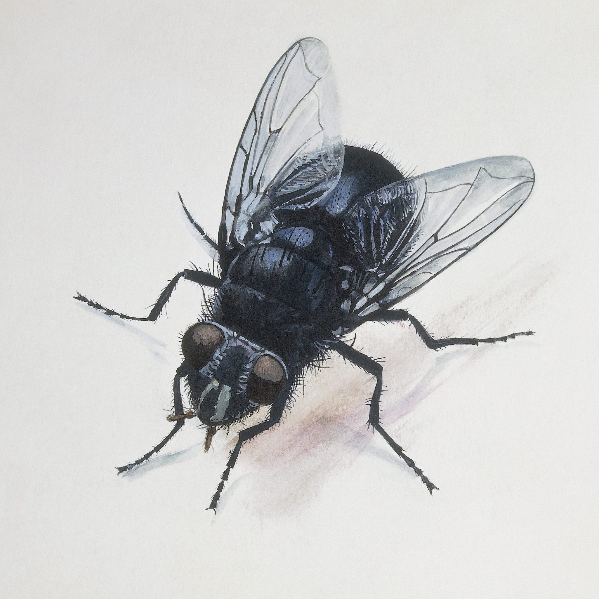 A detailed illustration of a black fly with transparent wings, positioned on a light-colored surface, showcasing its distinct features and delicately textured body.