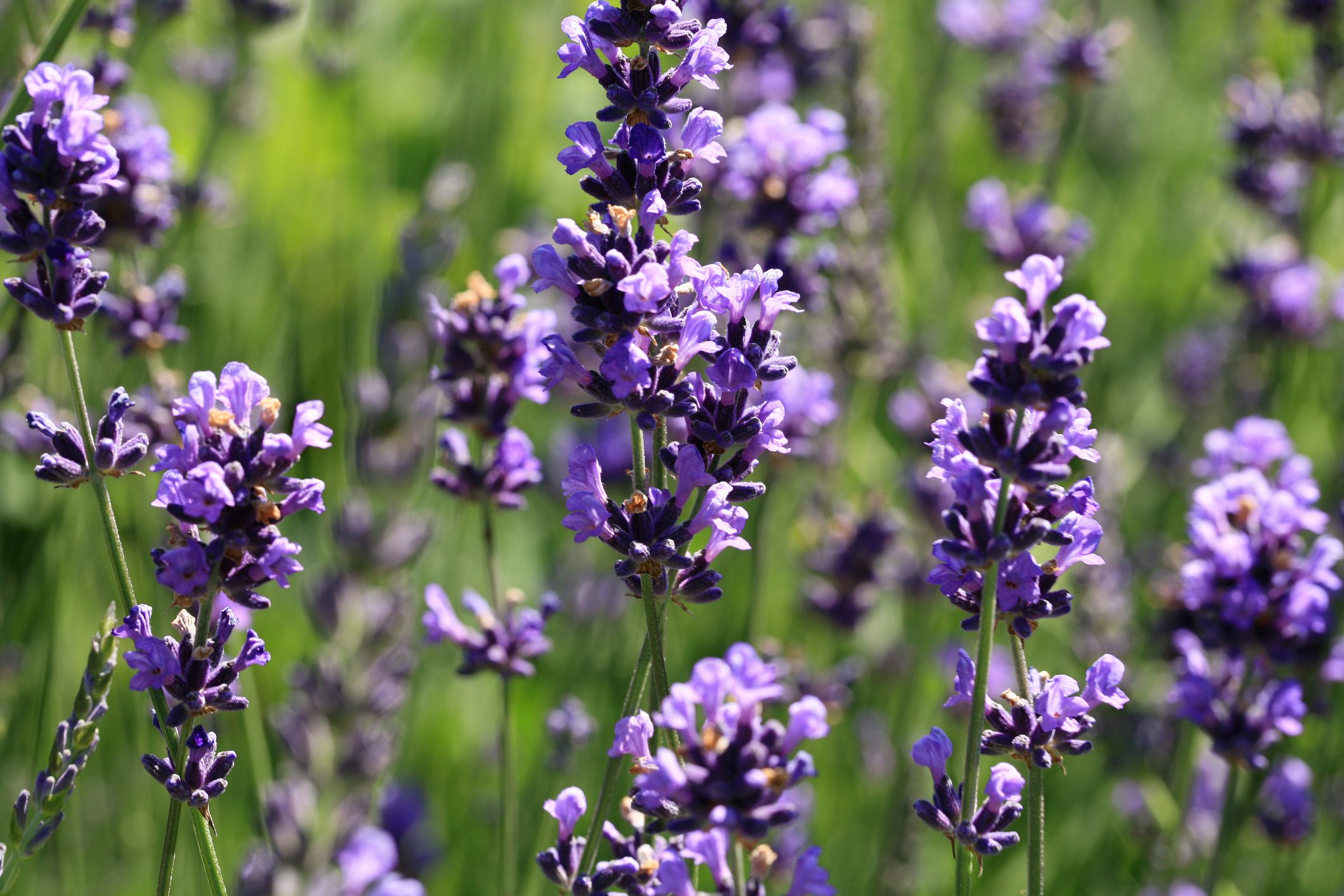 Purple lavender flowers bloom, swaying gently in the breeze, surrounded by vibrant green foliage under a bright sunlit sky.