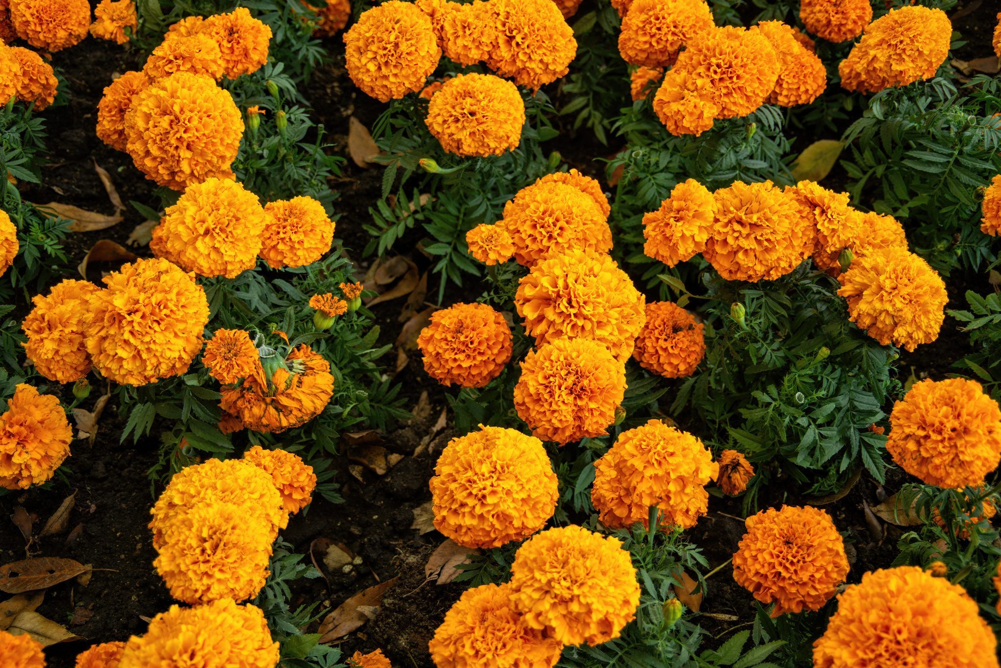 Bright orange marigold flowers are blooming in clusters, standing upright amidst green leaves, in a well-tended garden bed with scattered brown leaves.