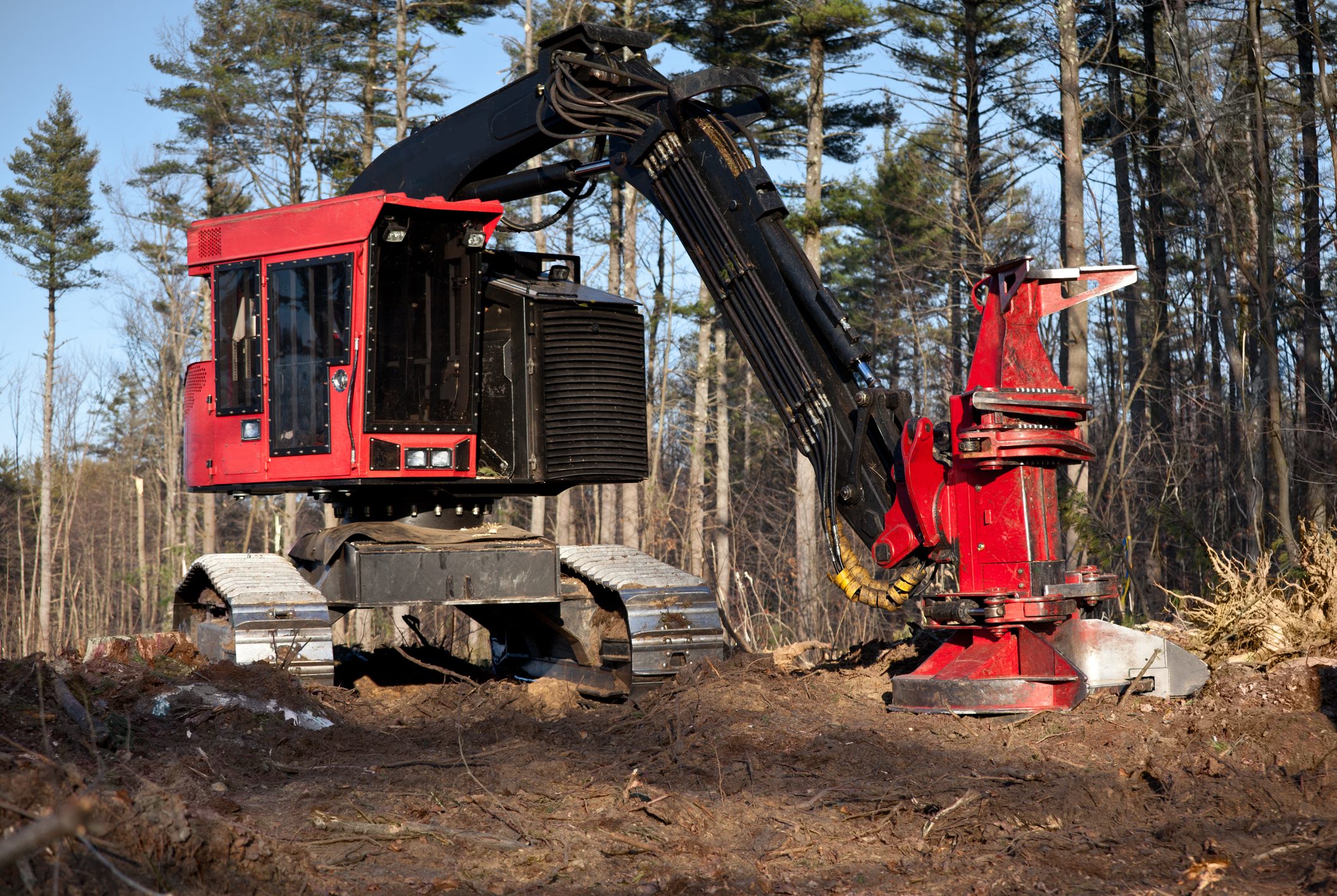 A red forestry machine with a large arm is cutting down trees in a wooded area, surrounded by other trees under a clear blue sky.