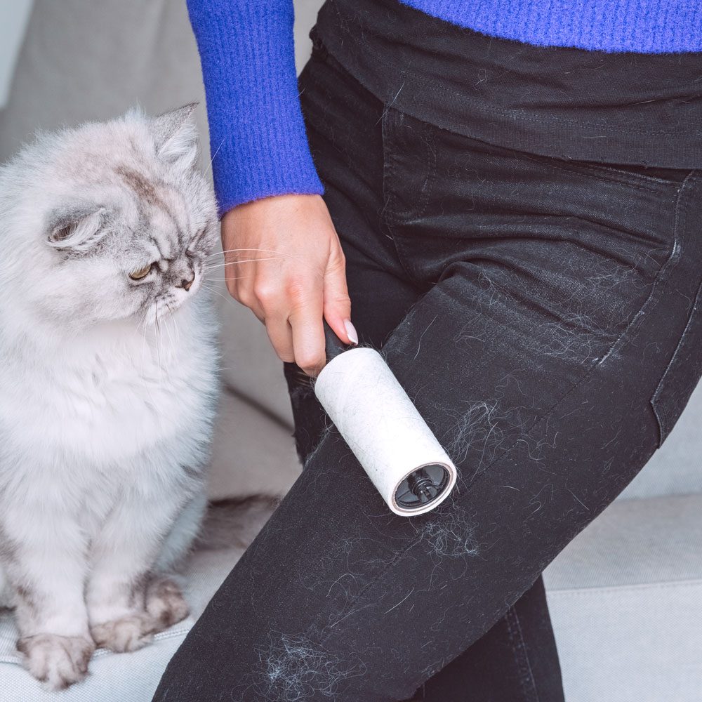 A person uses a lint roller on their dark pants, removing pet hair. A fluffy gray cat watches from nearby on a light-colored couch.