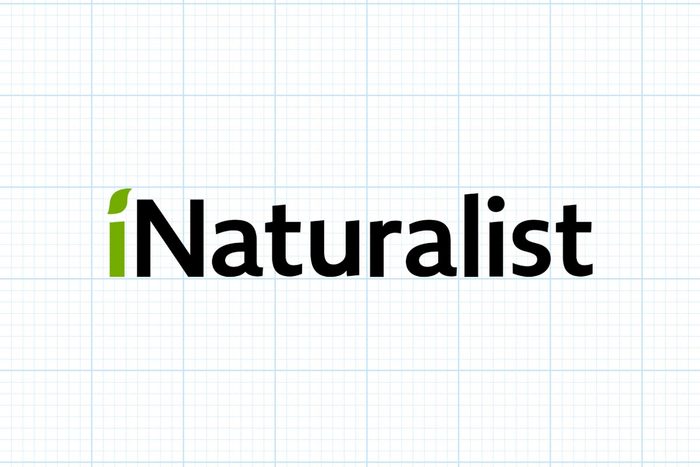 The Best Plant Identification Apps Inaturalist