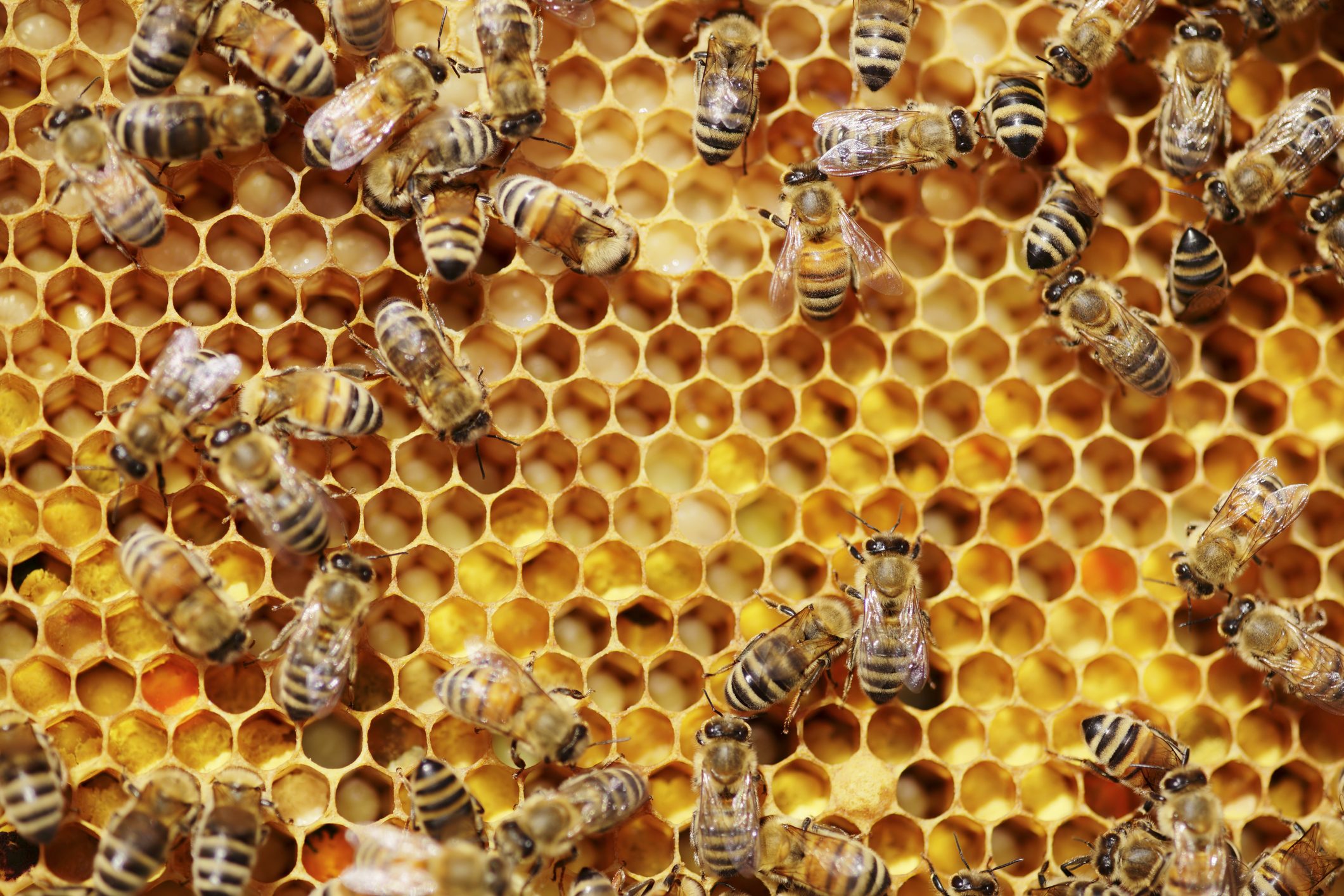 Here’s Why You Shouldn’t Put Up Honey Bee Hives