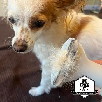 Dog and hair on brush