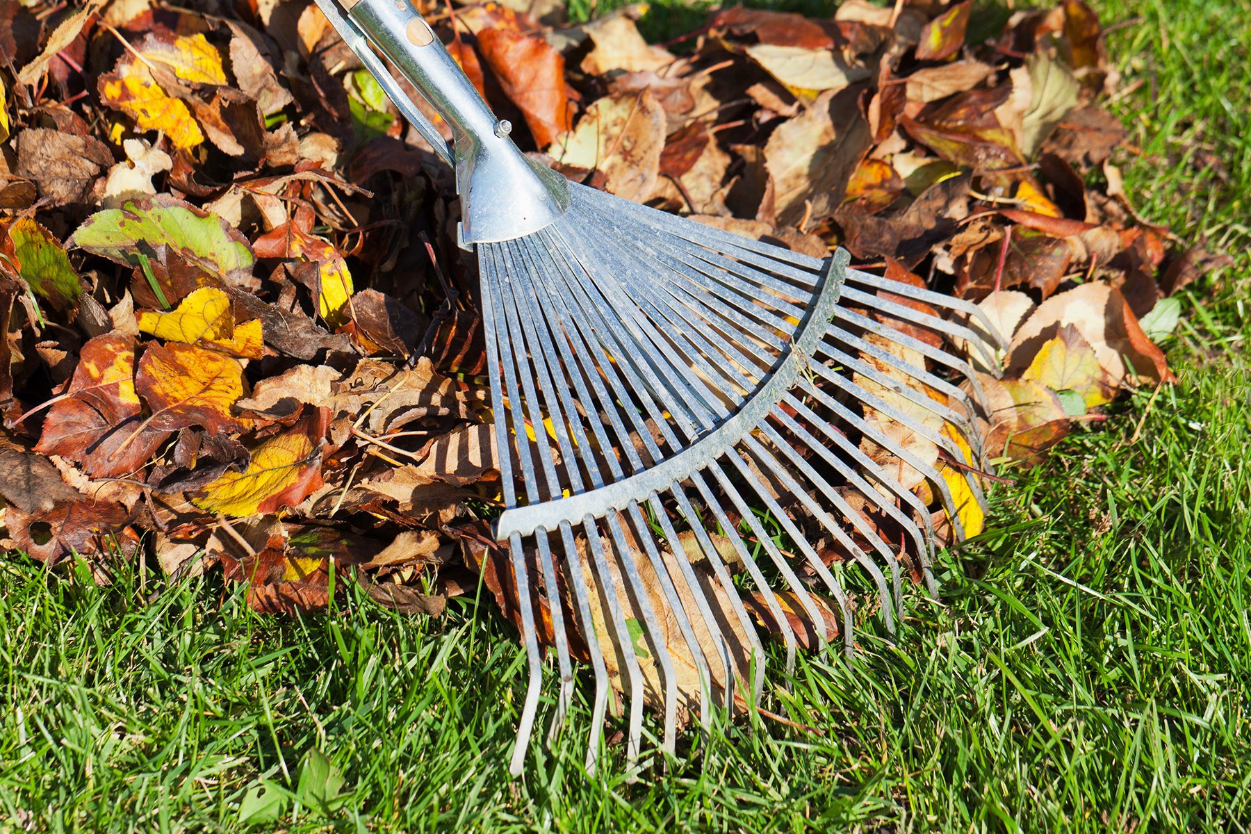 14 Useful Tools for Collecting Leaves