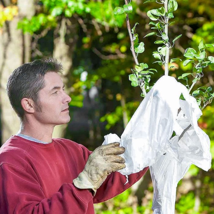 Don't Plant Problem Trees