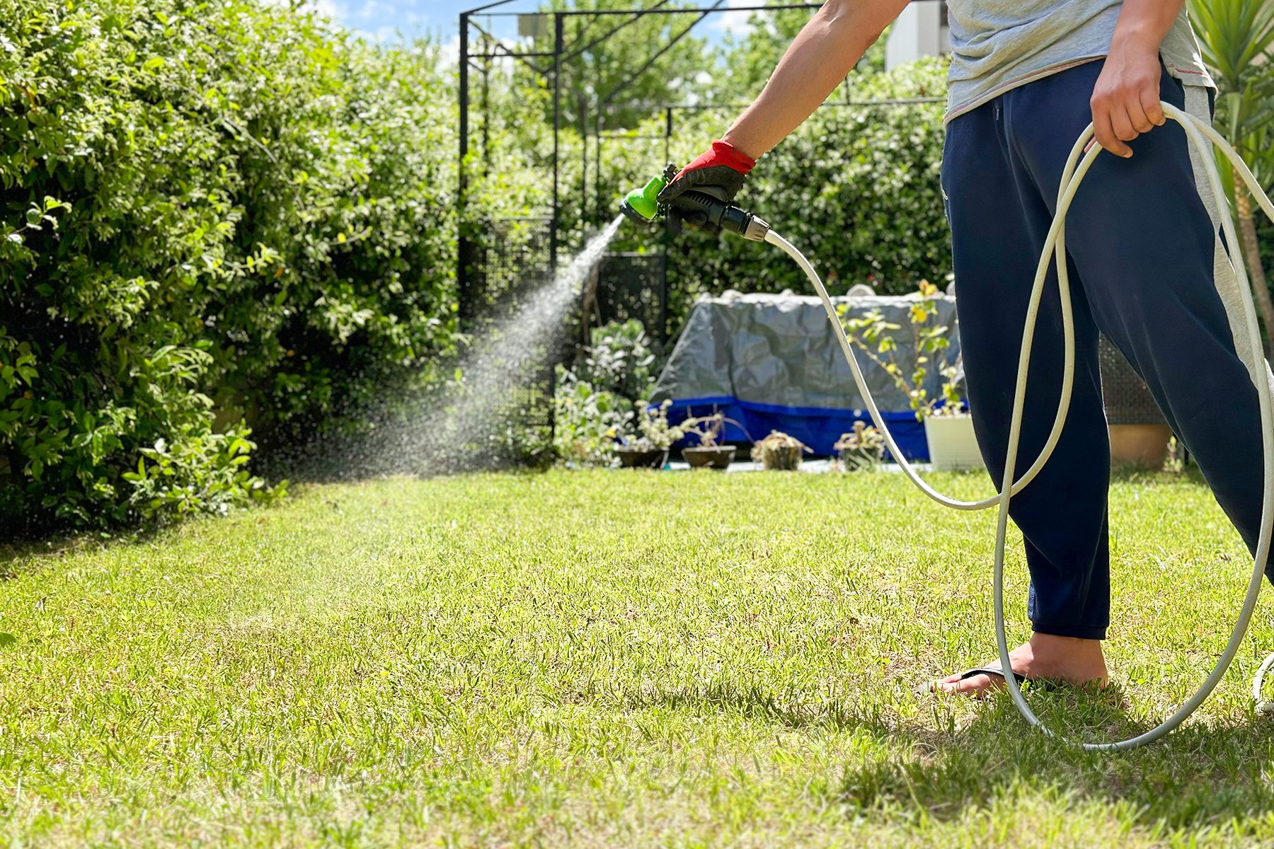 How Much To Water New Grass Seed Gettyimages 2156168040