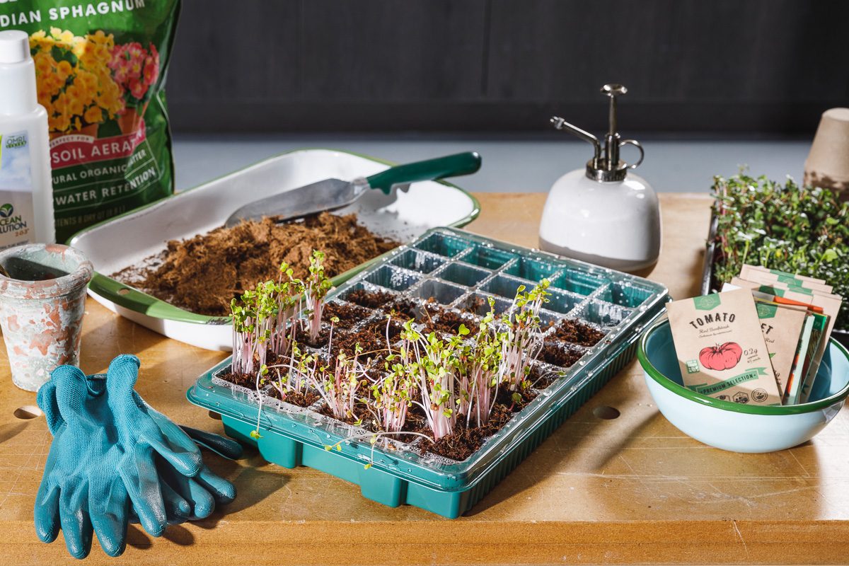 seedlings in potting trays