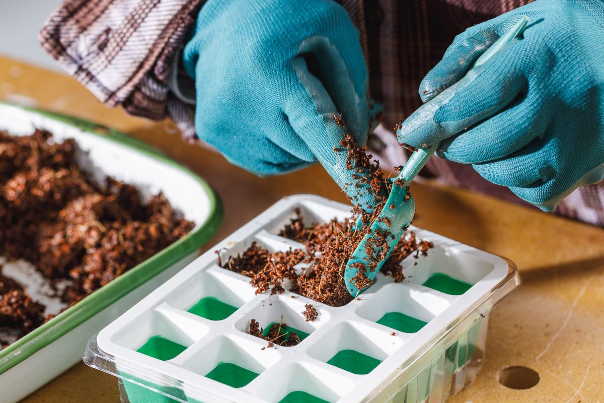 transferring soil mixture to potting tray