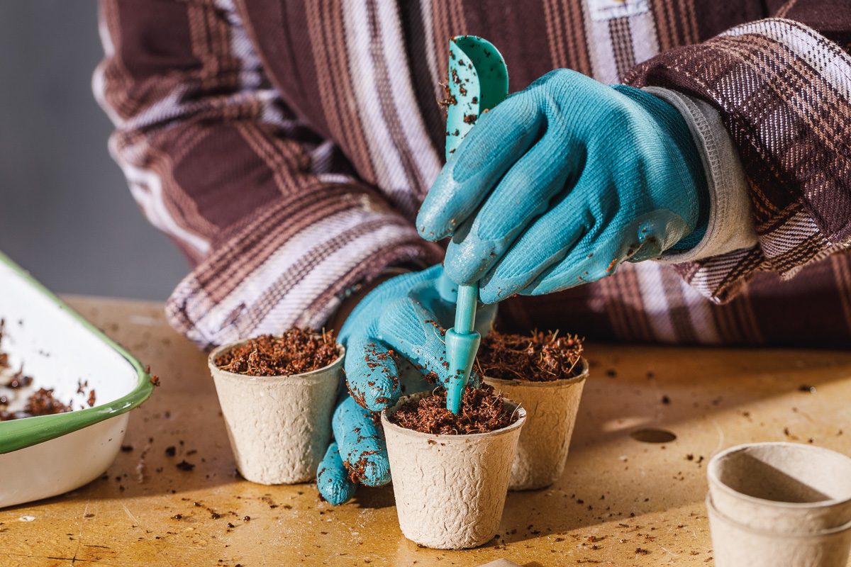 planting seeds