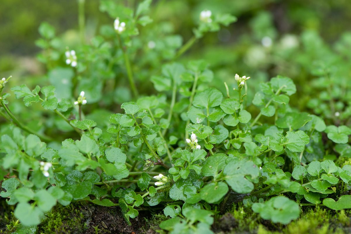 What Is Hairy Bittercress And How Do I Get Rid Of It Gettyimages 637879442