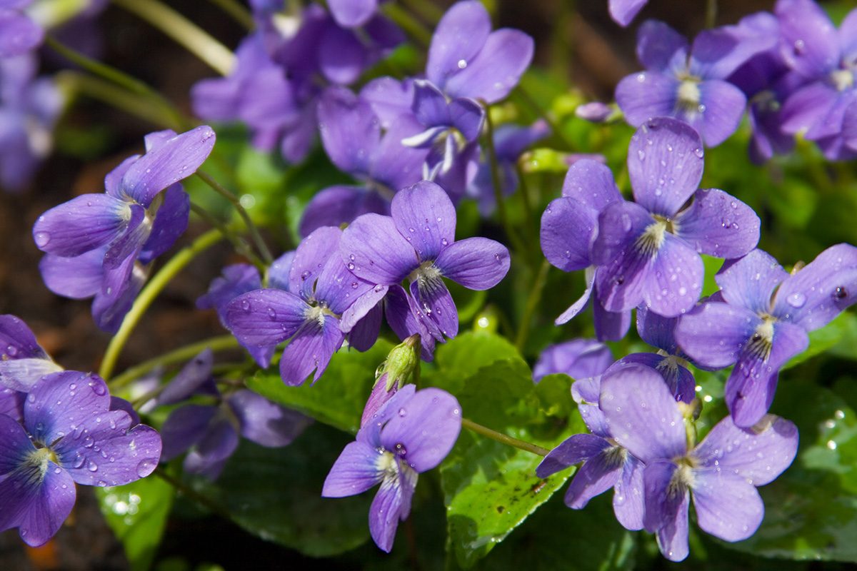 Wild Violet Gettyimages 173846807